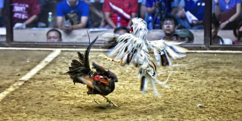 king88vin xổ số miền bắc hôm quả