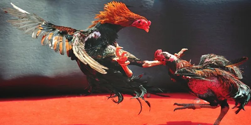 king88vin c1 gà chọi
