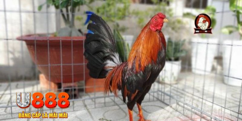 king88vin game máy bay nổ hũ